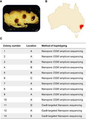 Amplicon and Cas9-targeted nanopore sequencing of Varroa destructor at the onset of an outbreak in Australia